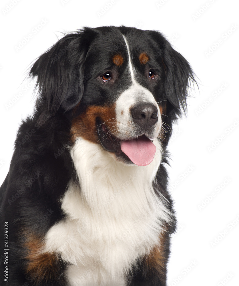 Portrait of a Bernese mountain dog