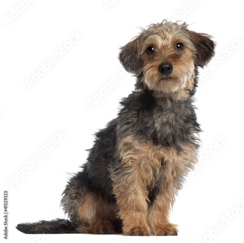 Fototapeta Naklejka Na Ścianę i Meble -  Portrait of Dachshund, 10 months old, sitting