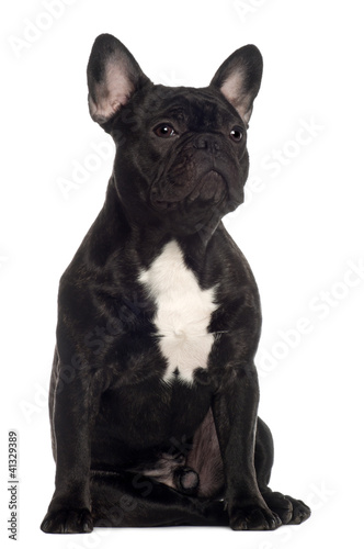French Bulldog, 11 months old, sitting © Eric Isselée