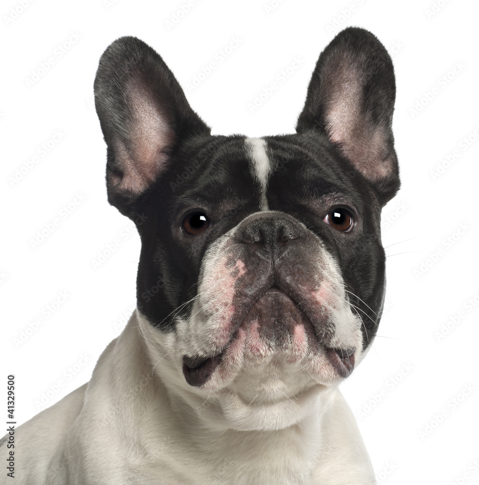 Portrait of French Bulldog, 2 years old