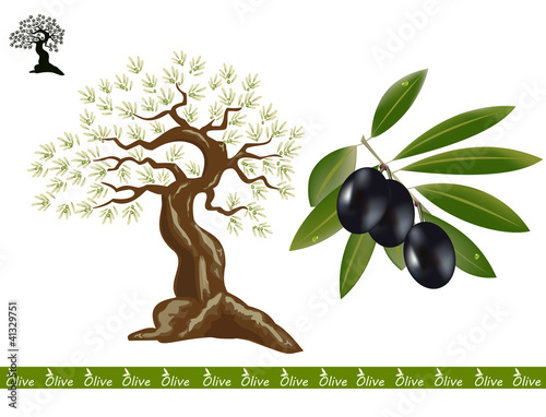 Olive tree, black olive