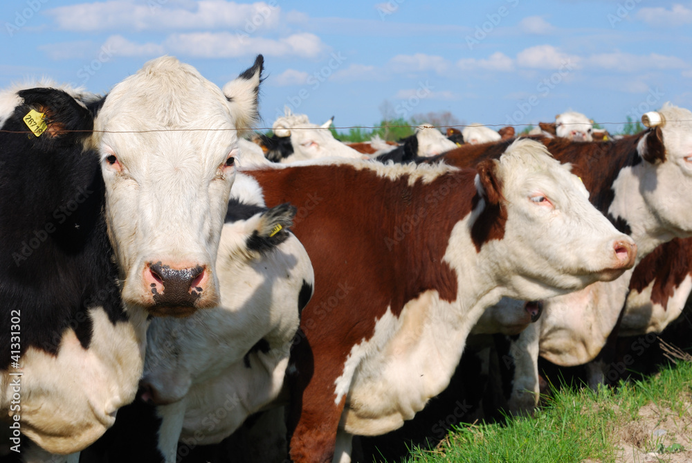many cows many cows