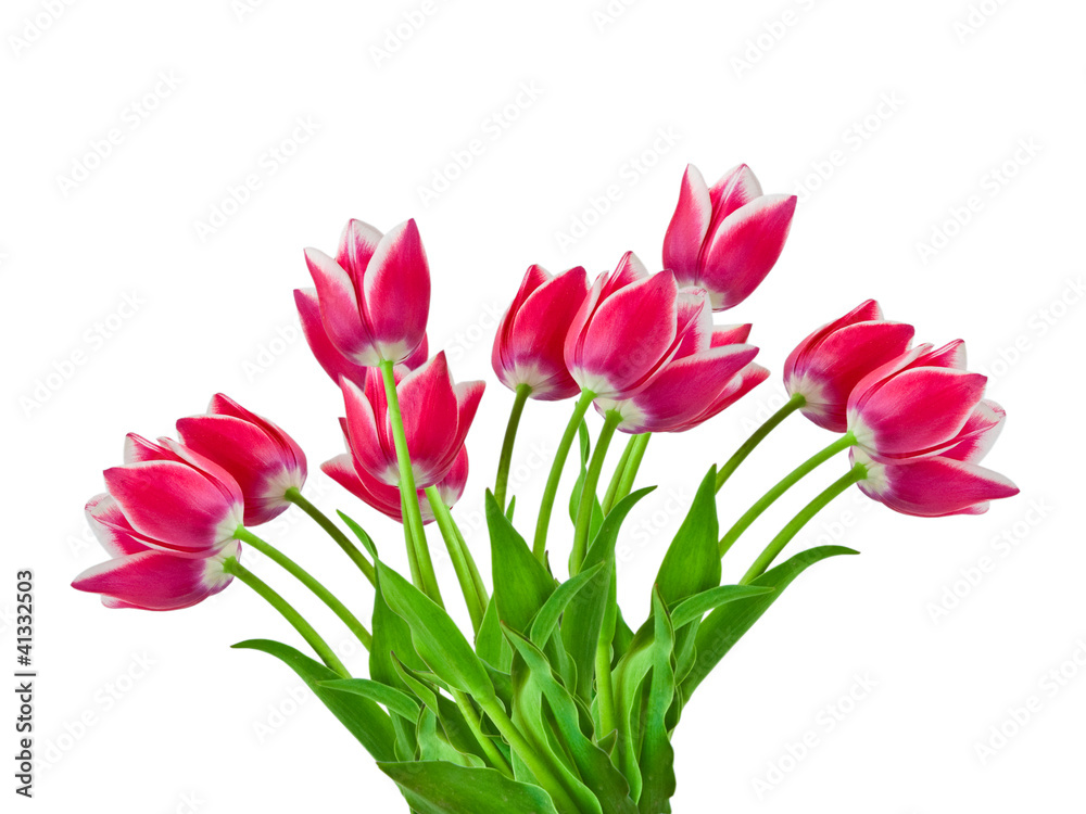 tulips isolated on white background tulips isolated on white background