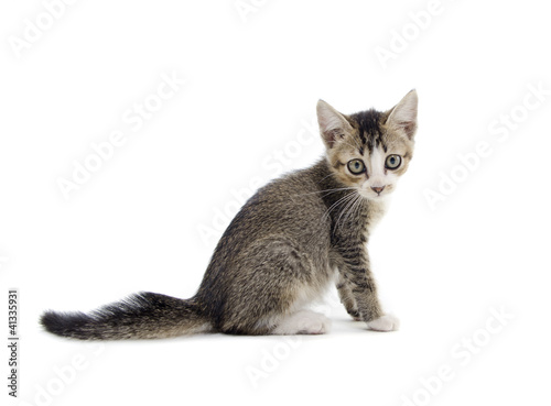 malaysian stray kitten isolated on white