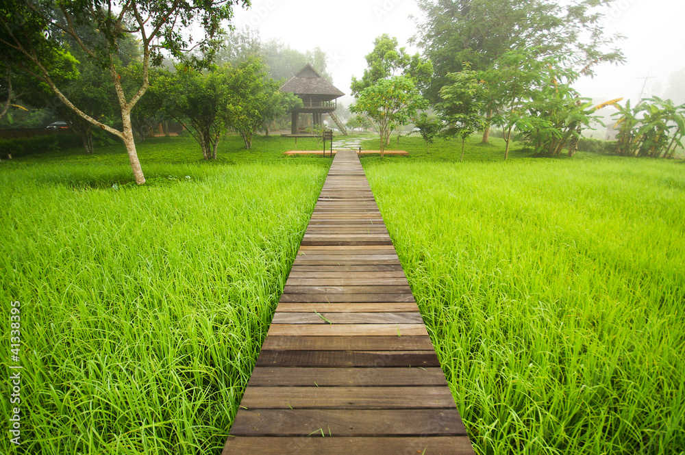 Pathway to Green rice field in