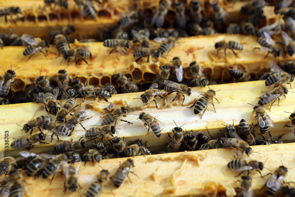 Bienen Bienen