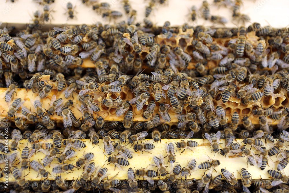 Honigbienen Honigbienen