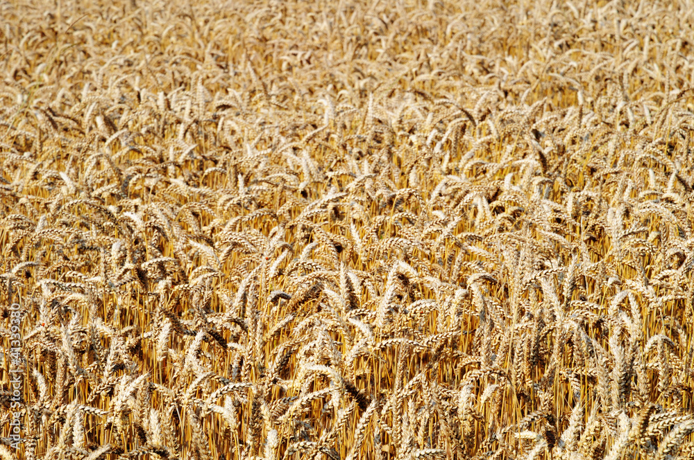 wheat field in summer in bright day wheat field in summer in bright day