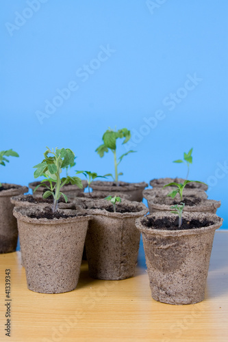 Peat pots and seedlings