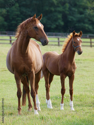 Mare and Foal