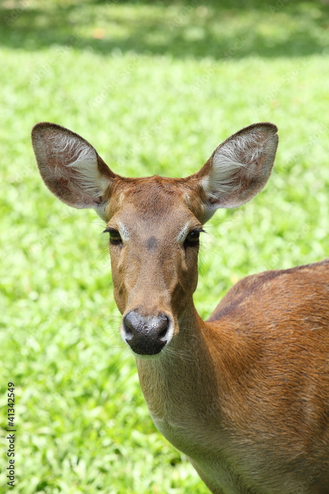 Fototapeta premium Eld's Deer