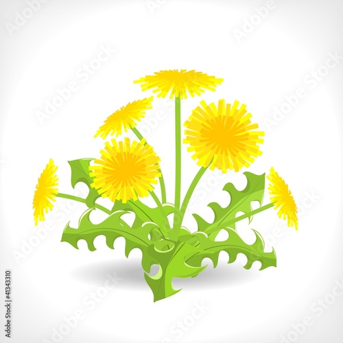 dandelion