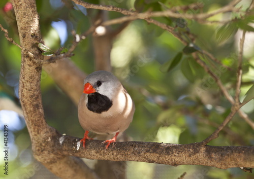 Shaft-tail Finch - Poephila acuticauda photo