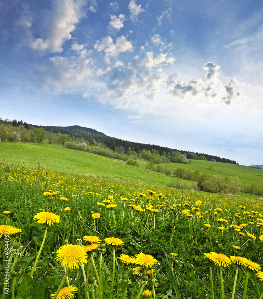 spring meadow with dandelions .