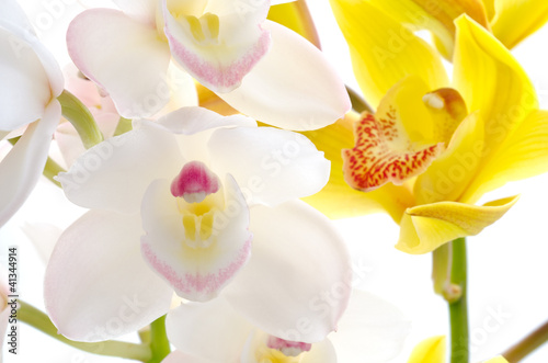 Fototapeta Naklejka Na Ścianę i Meble -  黄色をバックに白いシンビジウムの花のアップ