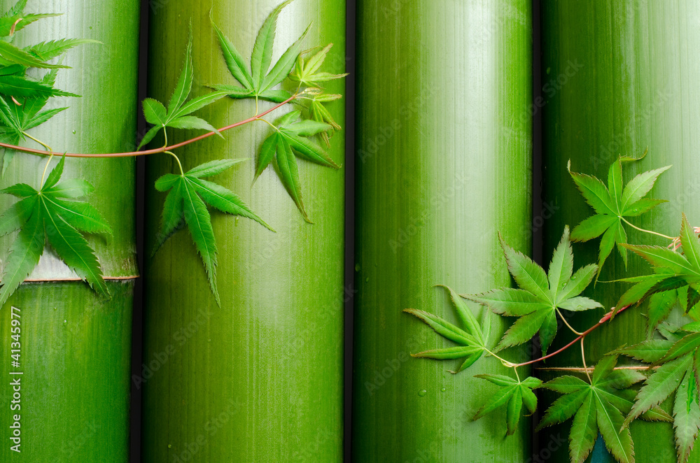 Fototapeta premium 並べた竹とカエデの葉