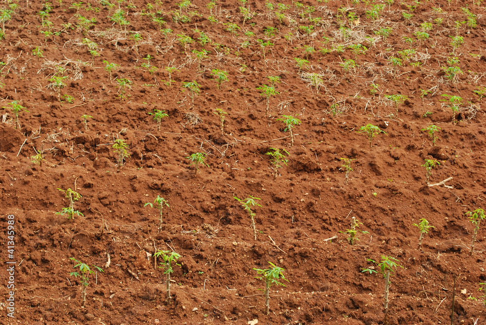 Cassava field