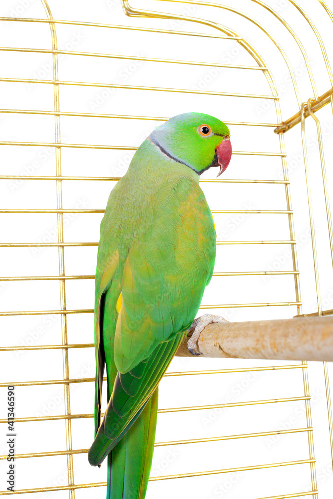 Obraz premium Parrot