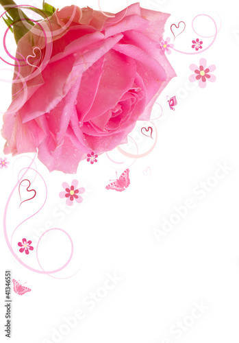 rose isolated on the white background #41346551