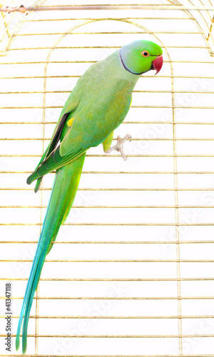 Big green parrot