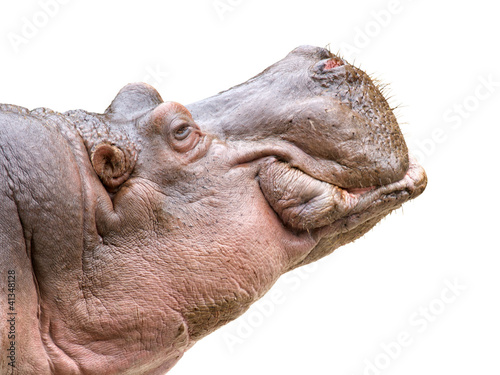 Hippo head on white
