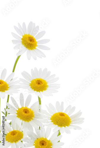 Daisies flower in white background