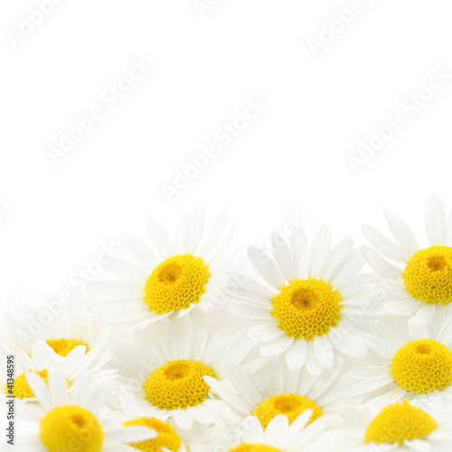 Daisies flower in white background