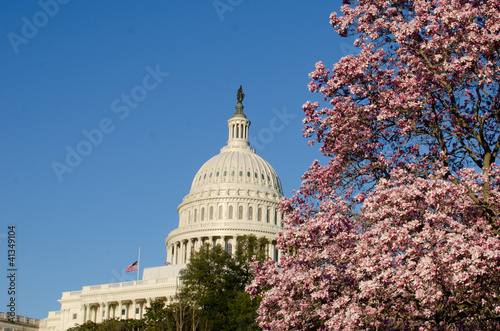 us capitol building and spring blossoms - Washington D.C. United States of America
 photo