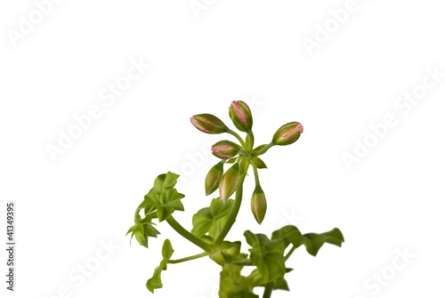 Fototapeta Naklejka Na Ścianę i Meble -  Geranium buds