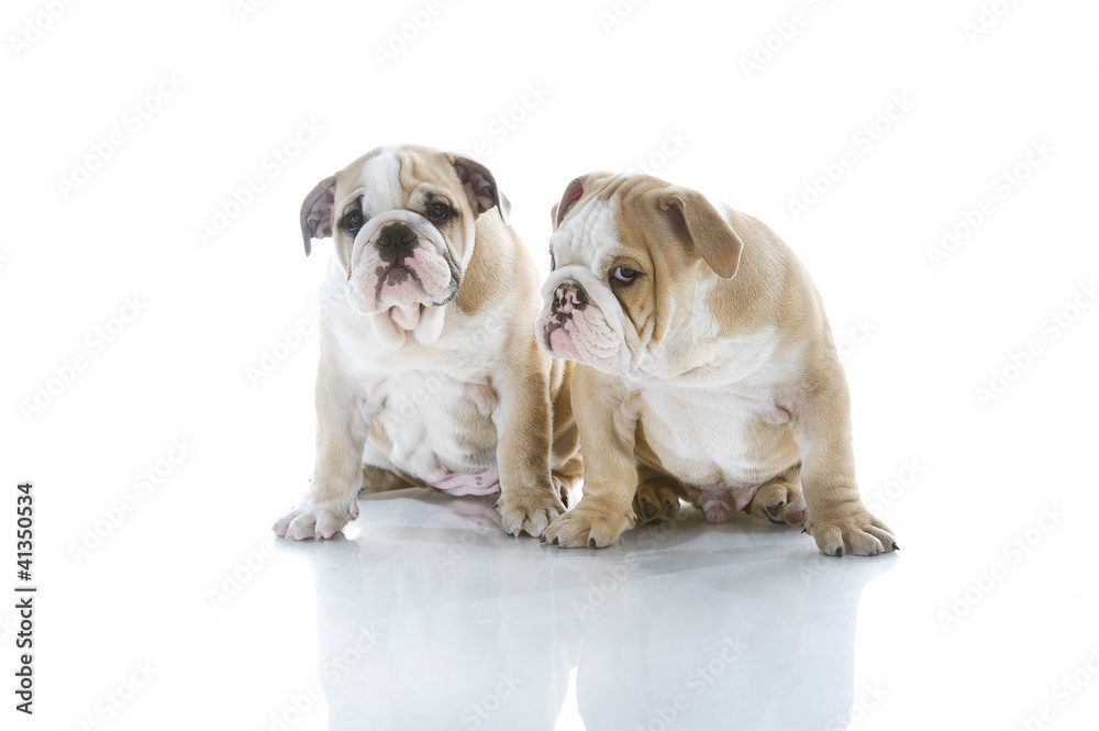 Brother and sister engish bulldog puppies isolated
