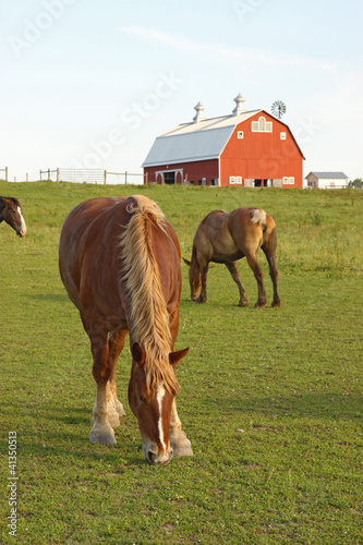 Horses and a barn vertical