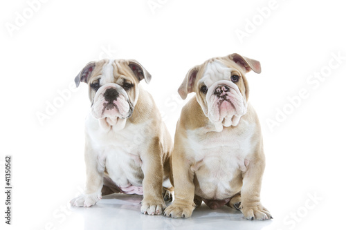 Brother and sister engish bulldog puppies isolated © Tatiana Katsai