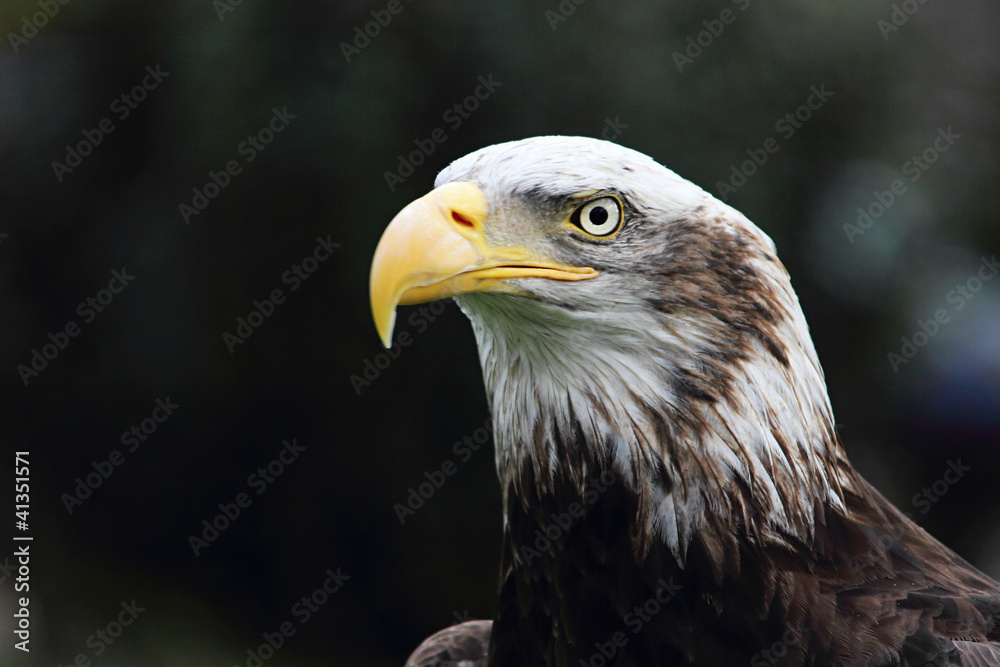 Fototapeta premium American eagle