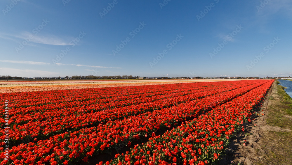 Tulip fields in Holland