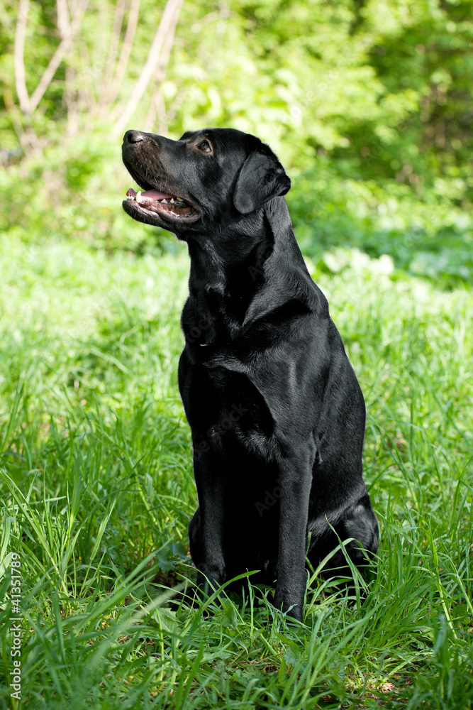 Labrador Retriever Labrador Retriever