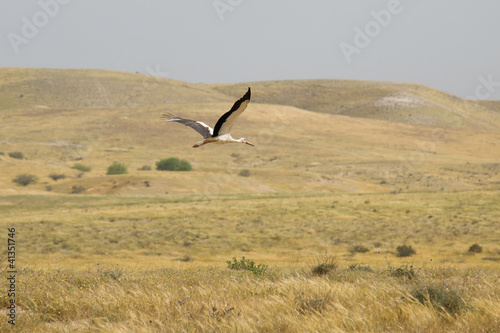 Stork © Vladimir Liverts