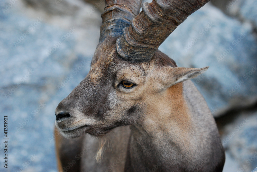 Ibex closeup
