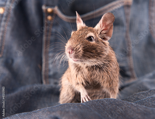 Young degu staying on the jeans (4 month) photo