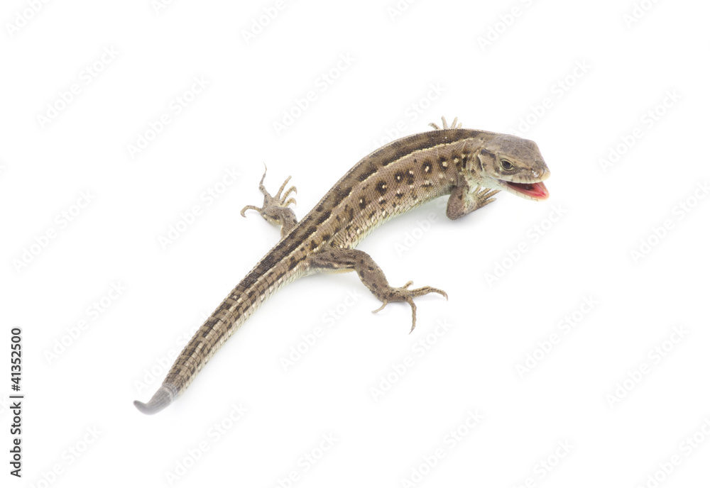 Naklejka premium lizard