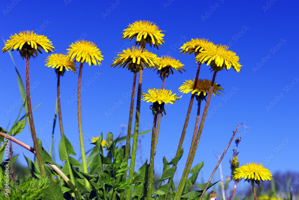 Obraz premium Beautiful spring flowers-dandelions in a wild field.