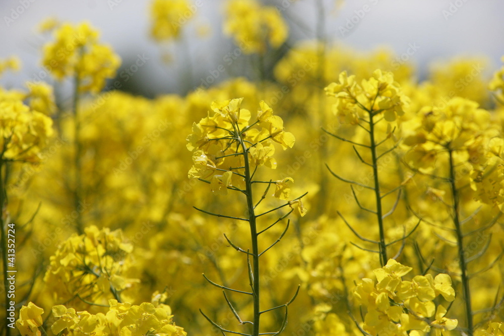 Rape Flower Rape Flower
