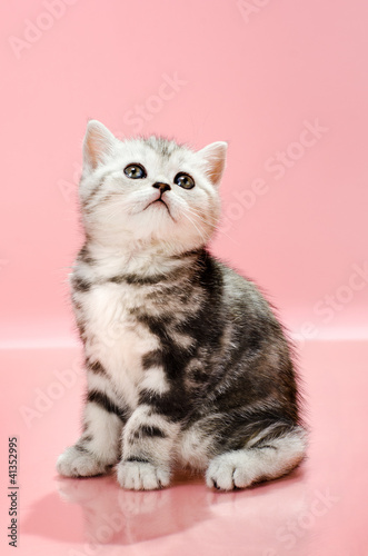 Fototapeta Naklejka Na Ścianę i Meble -  kitten