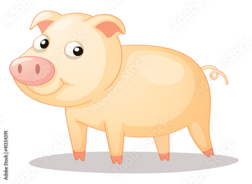 piggy