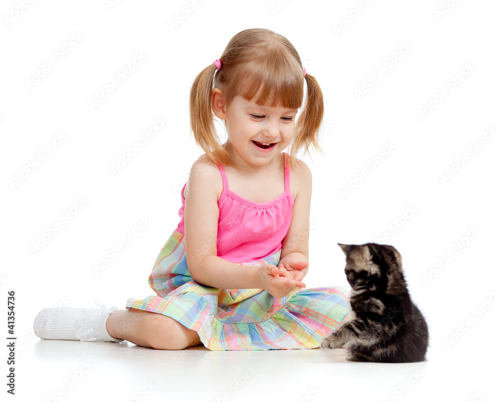 funny child playing with Scottish kitten funny child playing with Scottish kitten