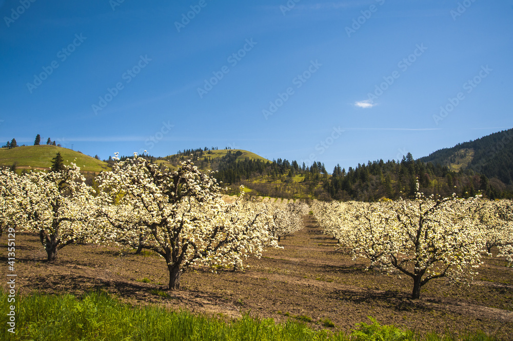 Apple orchards in spring