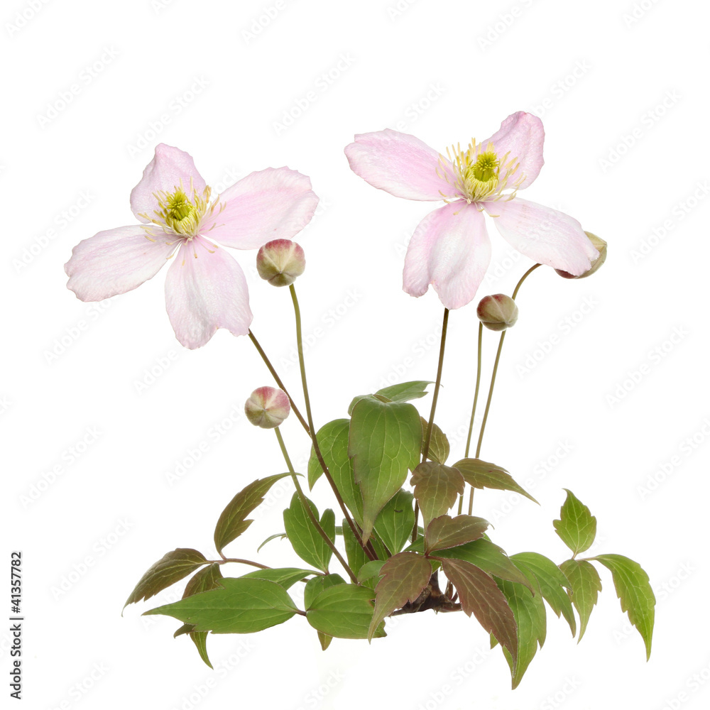 Obraz premium Clematis montana