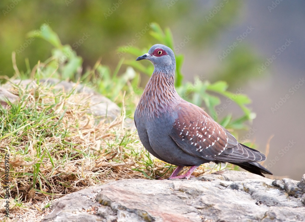 Speckled pigeon sitting on the edge of a cliff Speckled pigeon sitting on the edge of a cliff