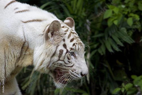 White tiger © Kjersti