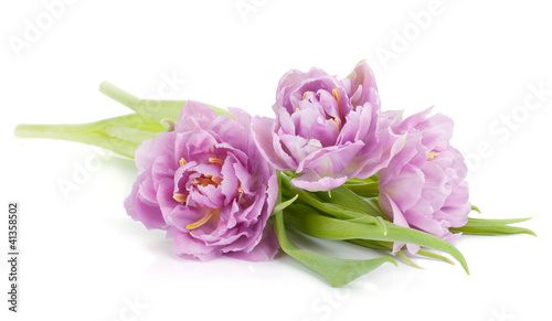 Fototapeta Naklejka Na Ścianę i Meble -  Lying pink tulips