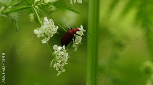 Scharlachroter Feuerkäfer photo